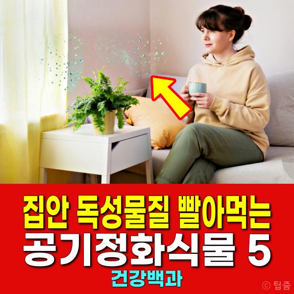 공기정화식물 추천 미세먼지 제거