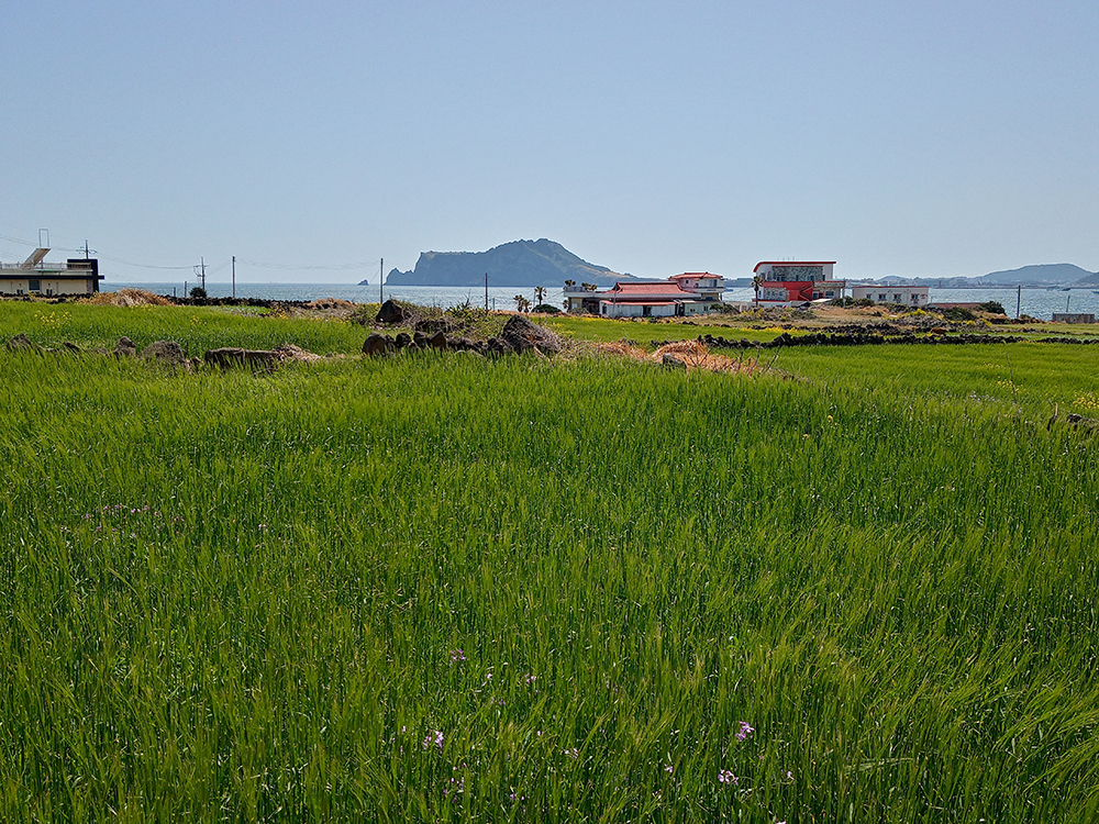 올레길 1-1코스: 천진항에서 하우목동항까지