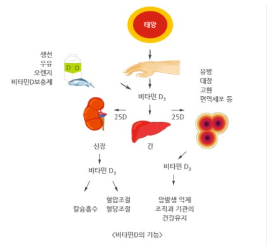 비타민D의 중요성 관련 이미지