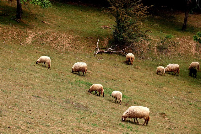 가평 양떼목장 유채꽃축제