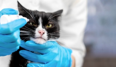 치료받는 고양이