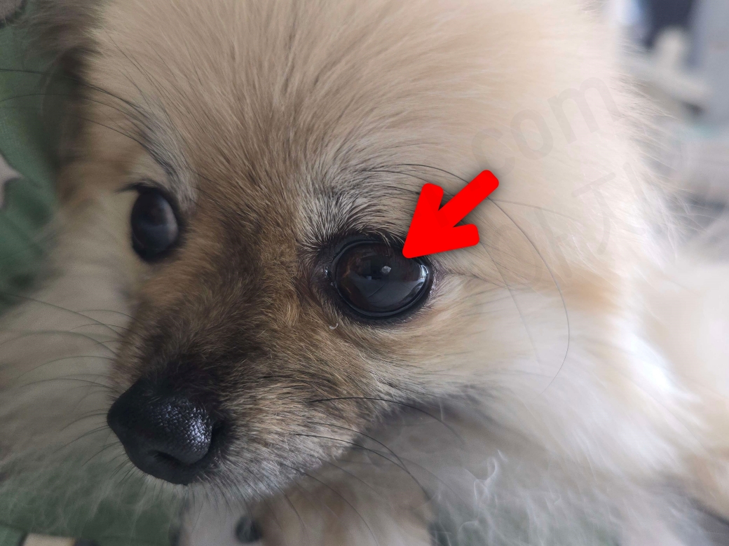 강아지 각막에 이물질