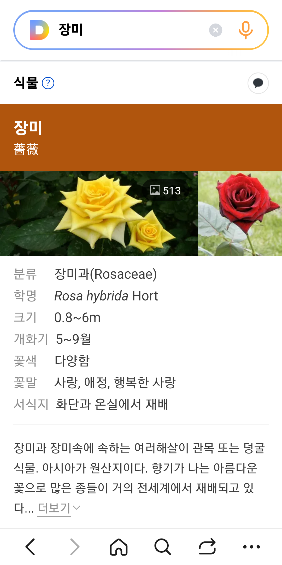 다음 앱 사진으로 꽃 이름 찾기 결과