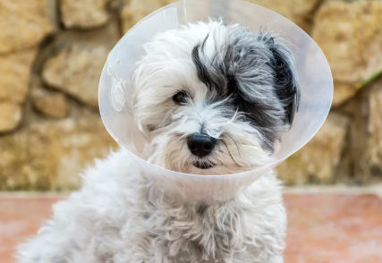 elizabeth_collar_엘리자베스 칼라를 붙인 강아지.