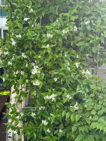 백화등 키우기 삽목방법 가지치기 꽃 노지월동까지_22