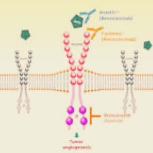 리보세라닙 관련주 hlb그룹주 TOP7