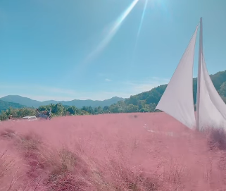 포천 허브아일랜드-핑크뮬리