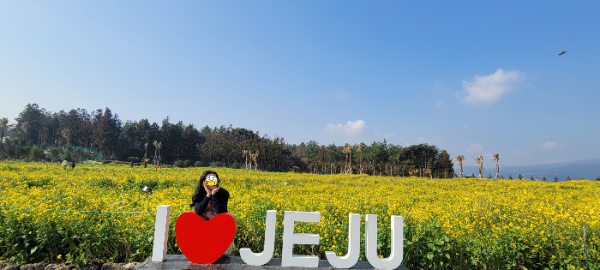 휴애리 유채꽃밭2