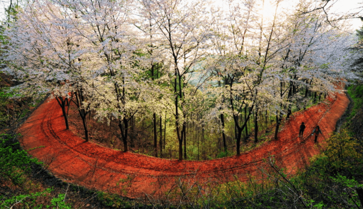 계족산 황토길(황톳길)