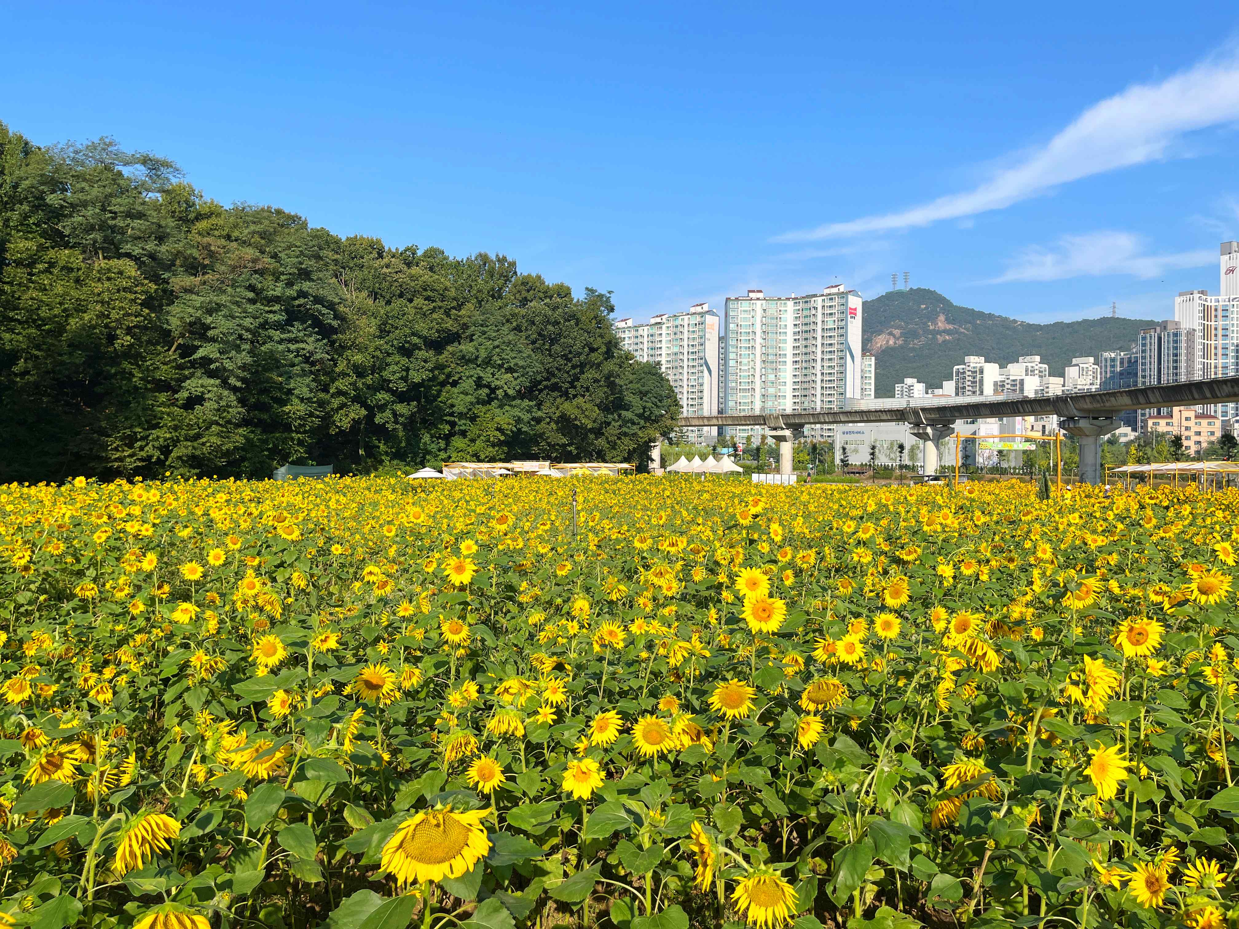 신곡새빛정원 해바라기