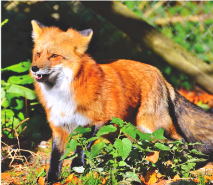 여우&amp;#44; 한반도 야생에서 다시 만날 수 있을까?