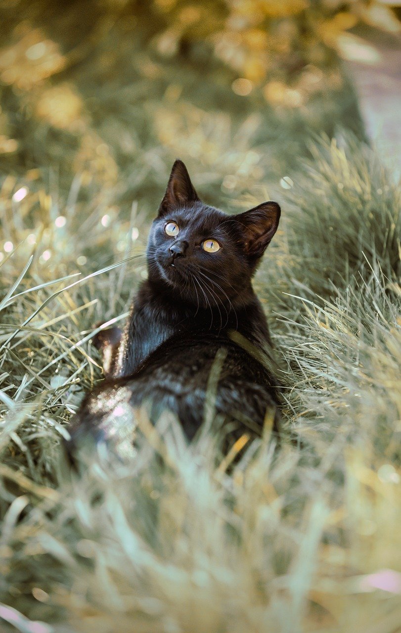 고양이 코감기&middot;기관지염 증상 (12)