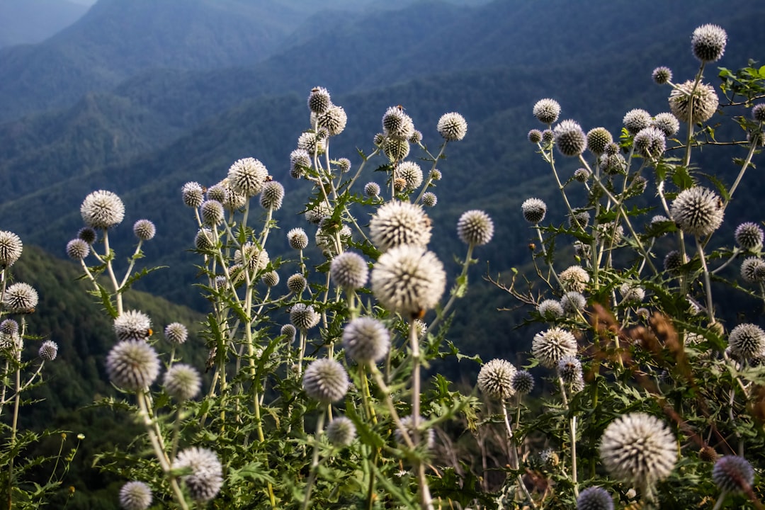 Burdock.