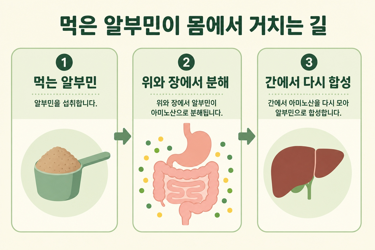먹는 알부민 소화 흡수 과정