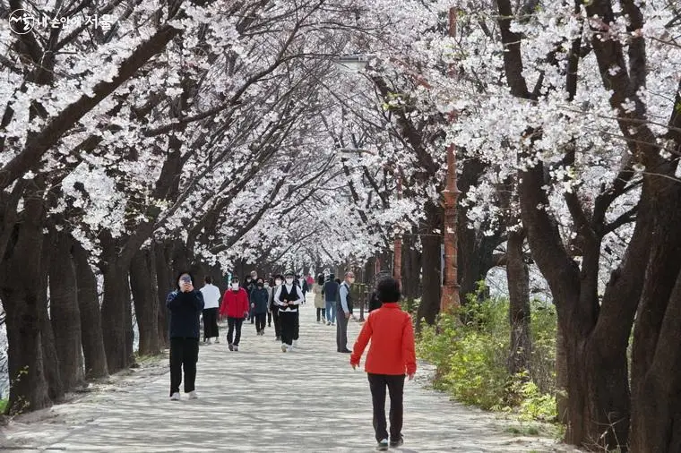 안양천 오목교 벚꽃