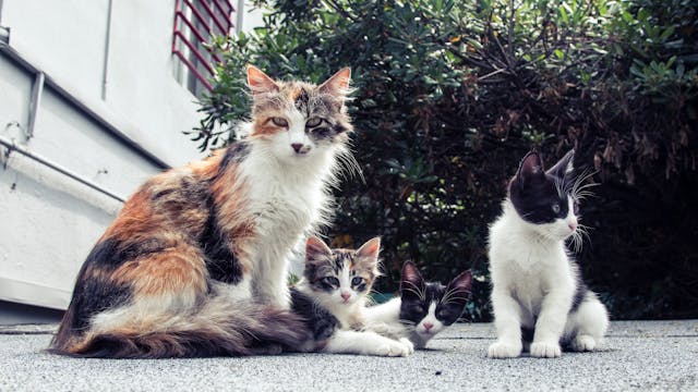 고양이-꿈-해몽-정리