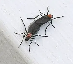 러브버그 퇴치 및 예방법