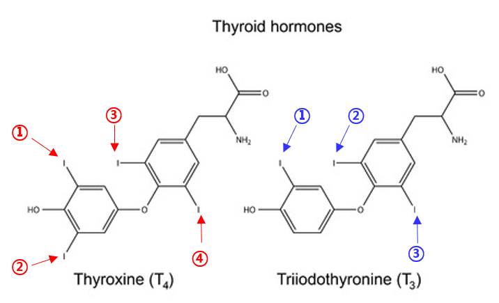갑상선 호르몬의 종류