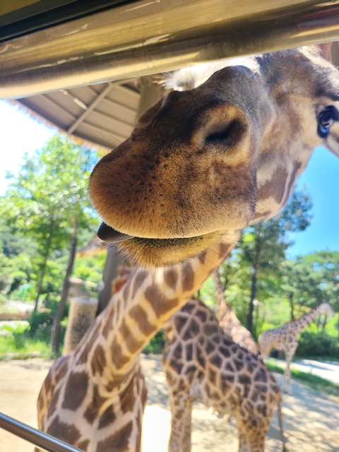 버스안으로 고개를 내미는 기린