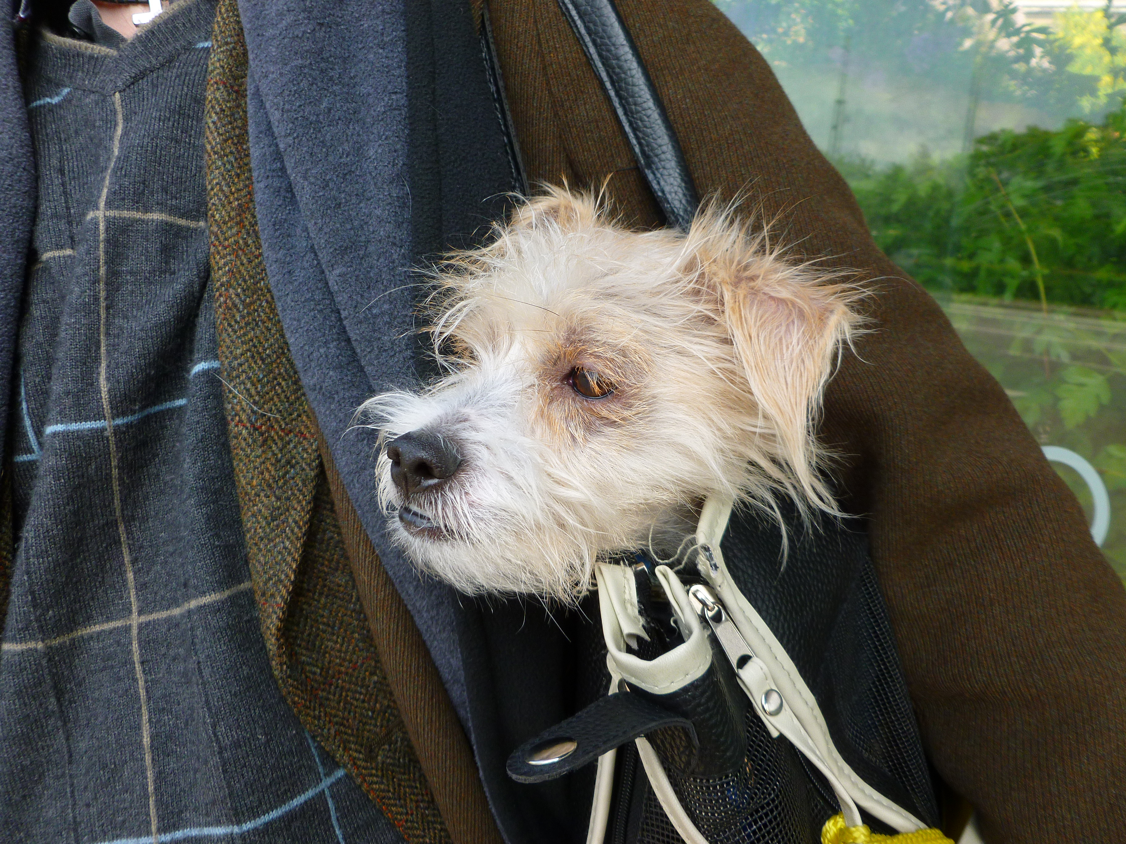 반려동물과 비행기 타기 관련 사진