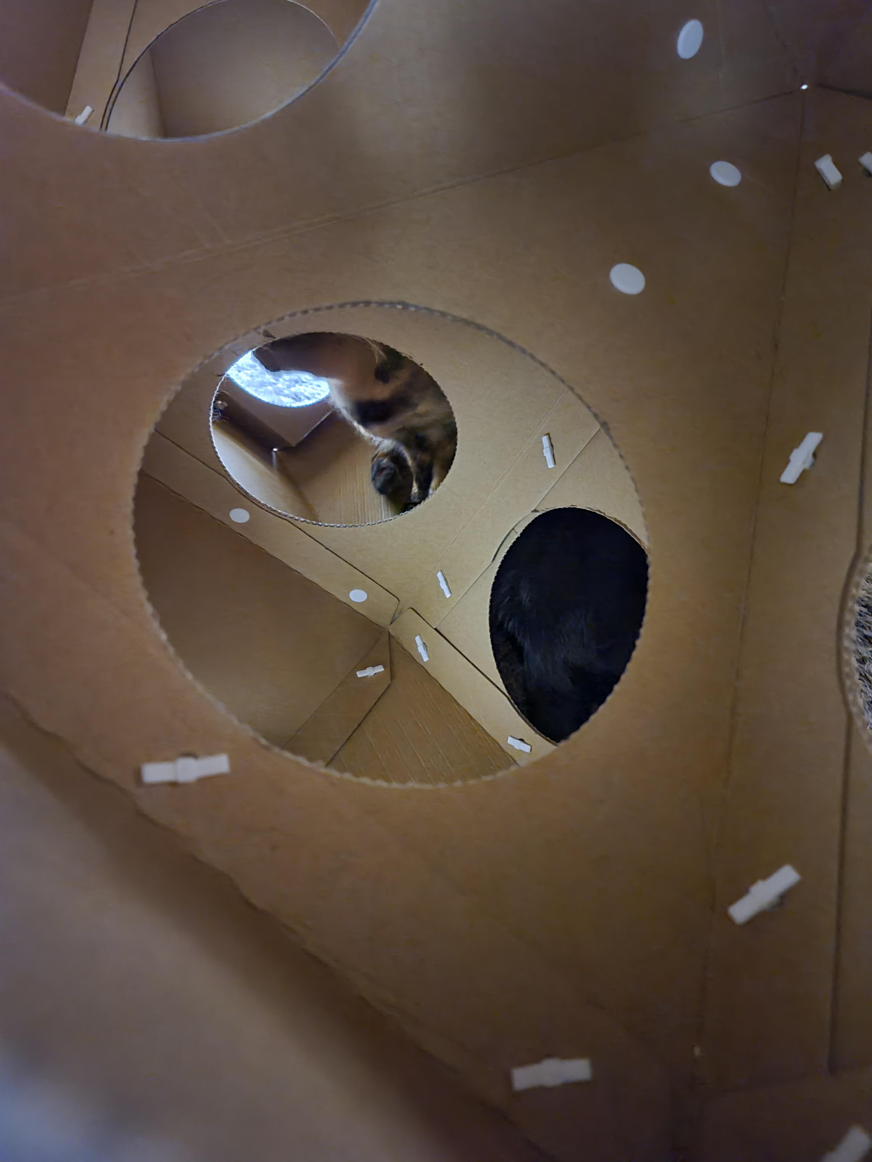 6일만에 엄마를 본 고양이들의 반응은?! 아홉고양이들의 반응.