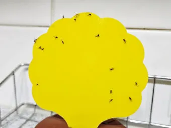 초파리 없애는 방법 효과 만점 초파리 트랩 만들기_22