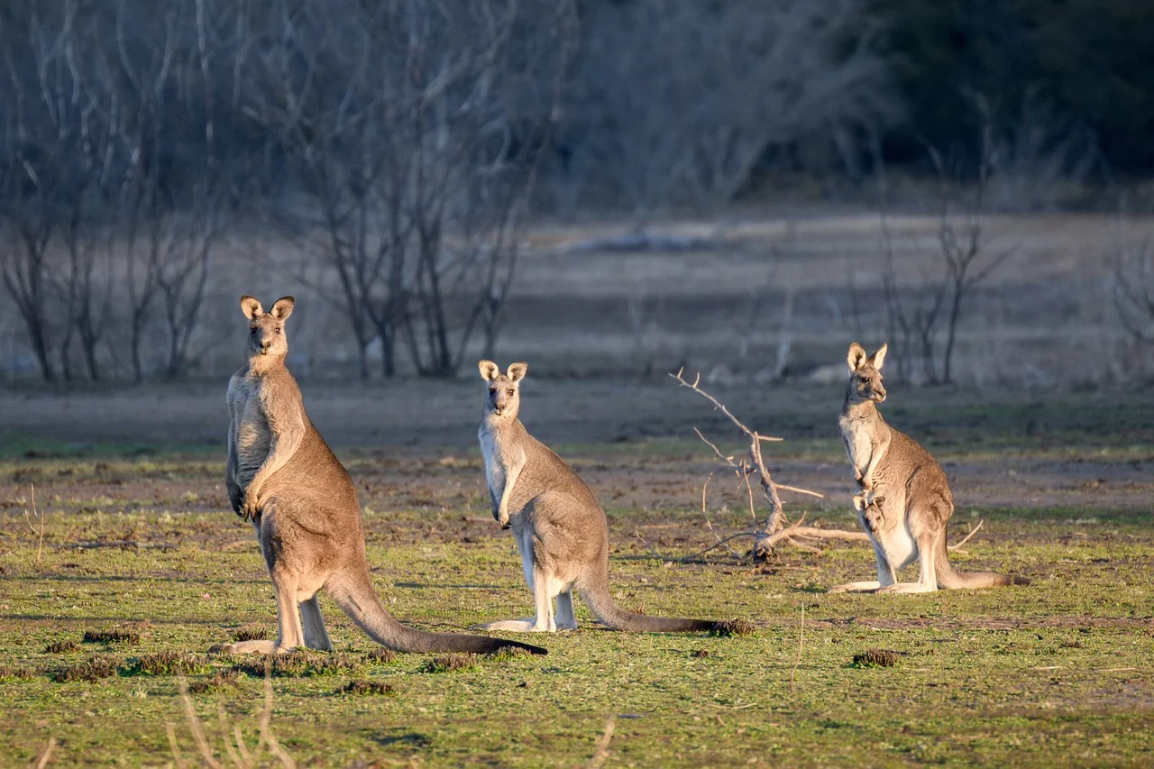 초원에 캥거루 3마리가 앉아있는 모습을 찍은 사진입니다.
