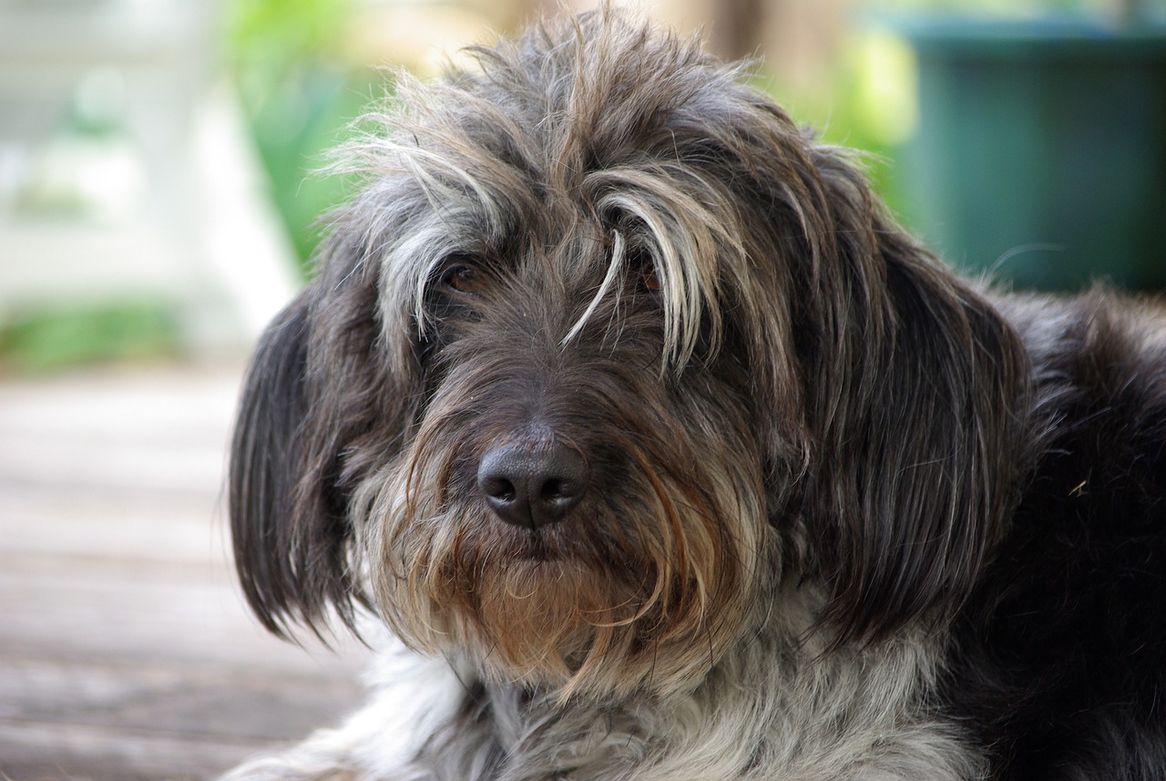 브뤼셀 그리폰(Brussels Griffon)