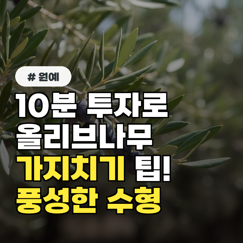 10분 투자로 올리브나무 가지치기, 풍성한 수형 만드는 법