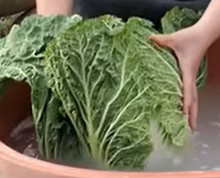 배추절임-절임배추