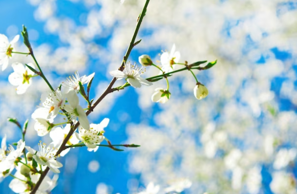 2024년 3월 날씨 전망(서울/강릉/제주도)