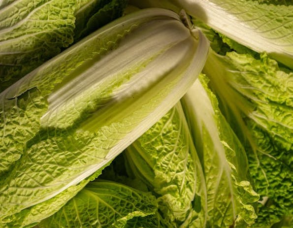 절임배추 20kg 배추 몇포기 가격