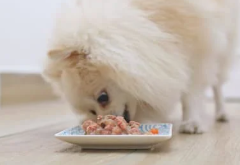 강아지 치주염 증상? 예방 및 관리 안 하면 생기는 일..