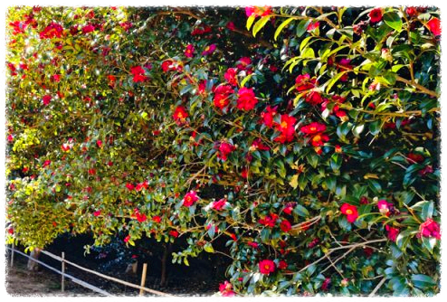 동백꽃 명소 동백나무 숲 명소 TOP 10