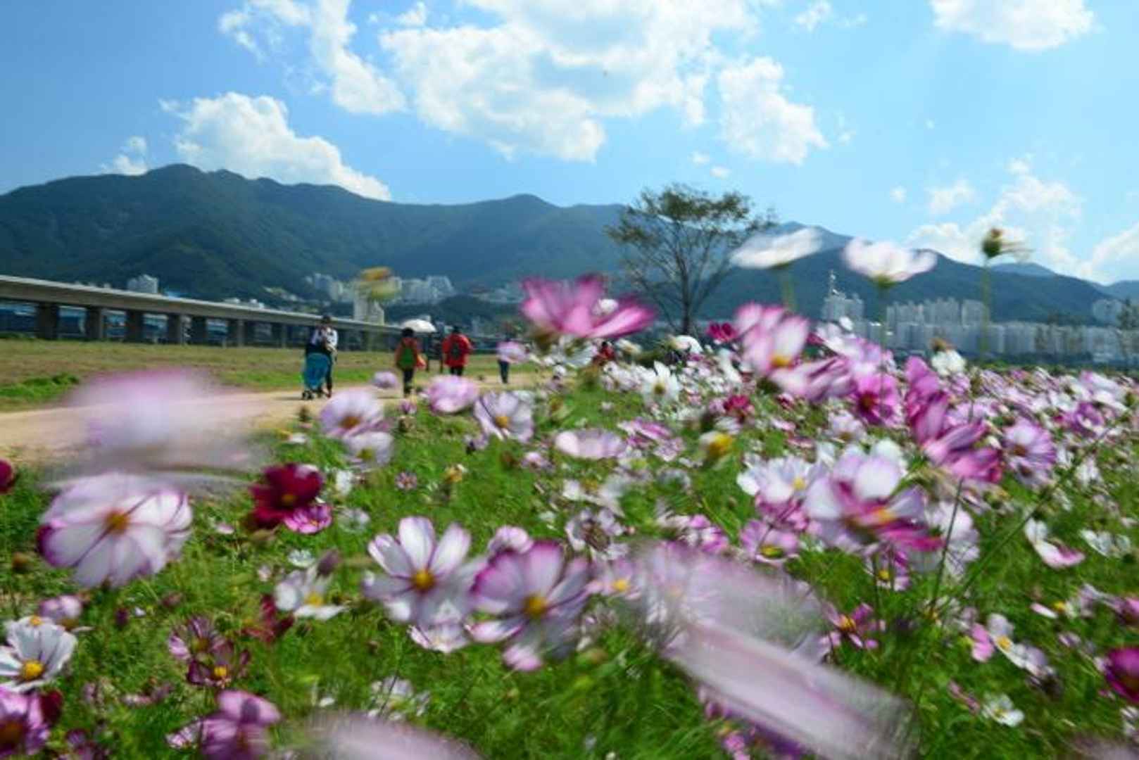 부산 대저생태공원