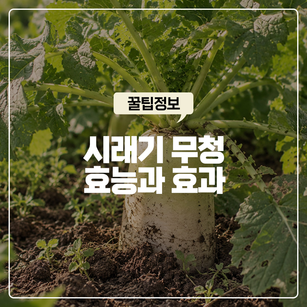 버리던 무청 시래기 건조 과정에서 칼슘과 비타민D가 폭발하는 과학적 원리