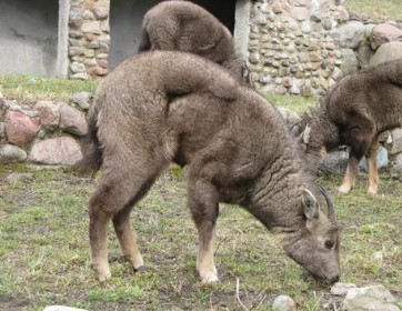 나무위키에서 ㅏ알려준 산양