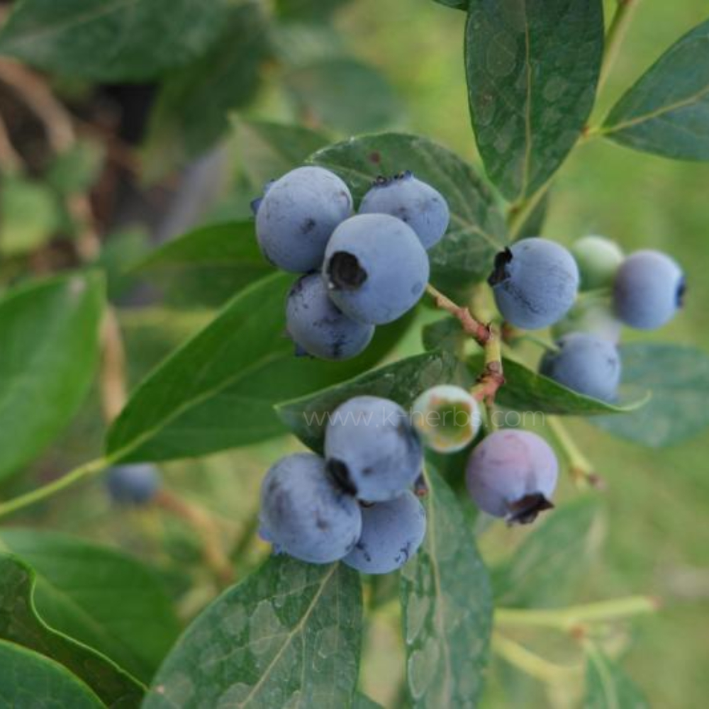 불루베리
