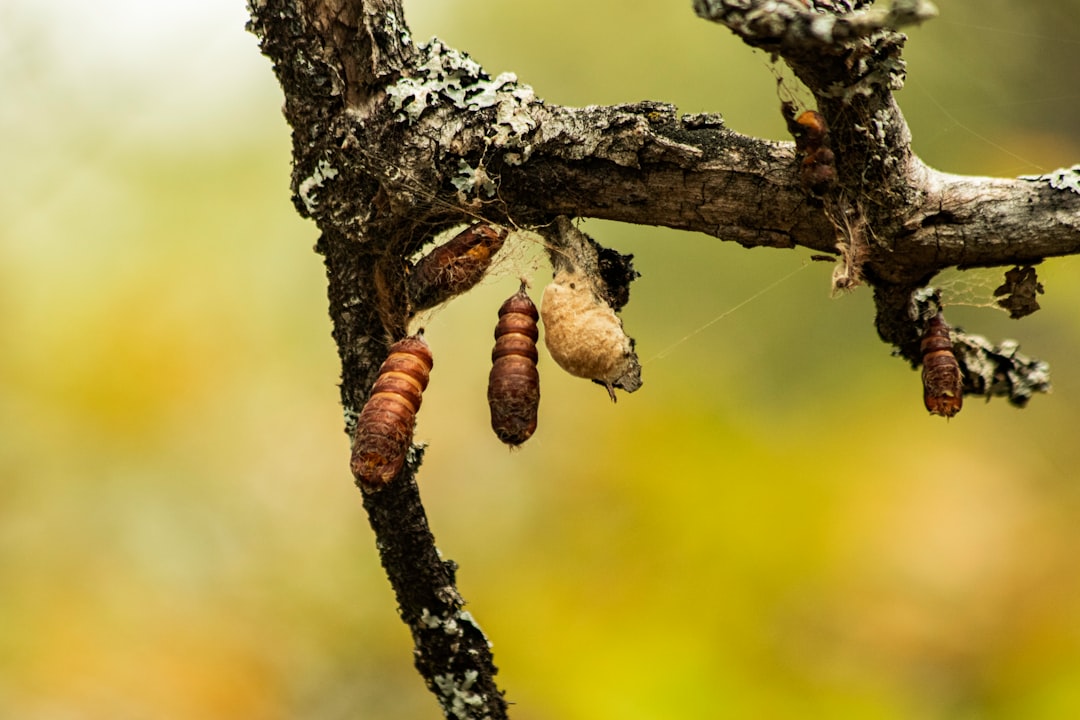 Pupa