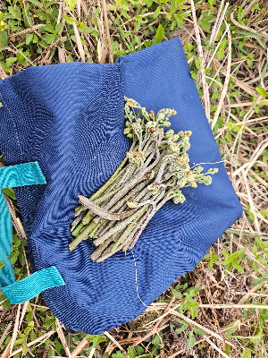 제주 고사리 채취 장소