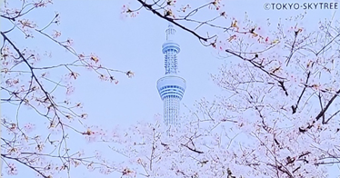 벚꽃과 스카이트리 보이는 명소
