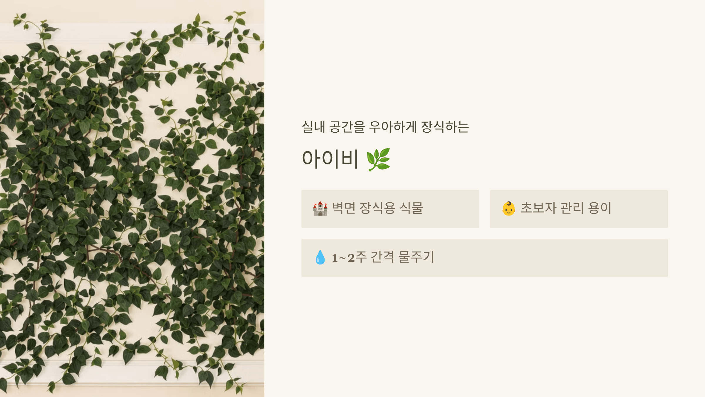 아이비