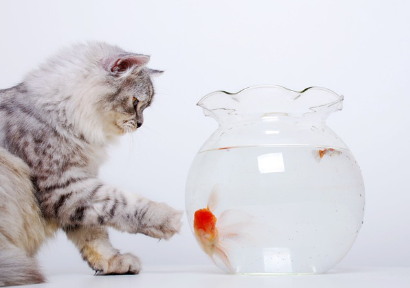 어항과 고양이.