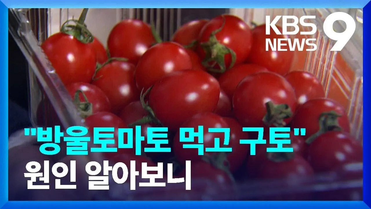 방울토마토 재배 방법_8
