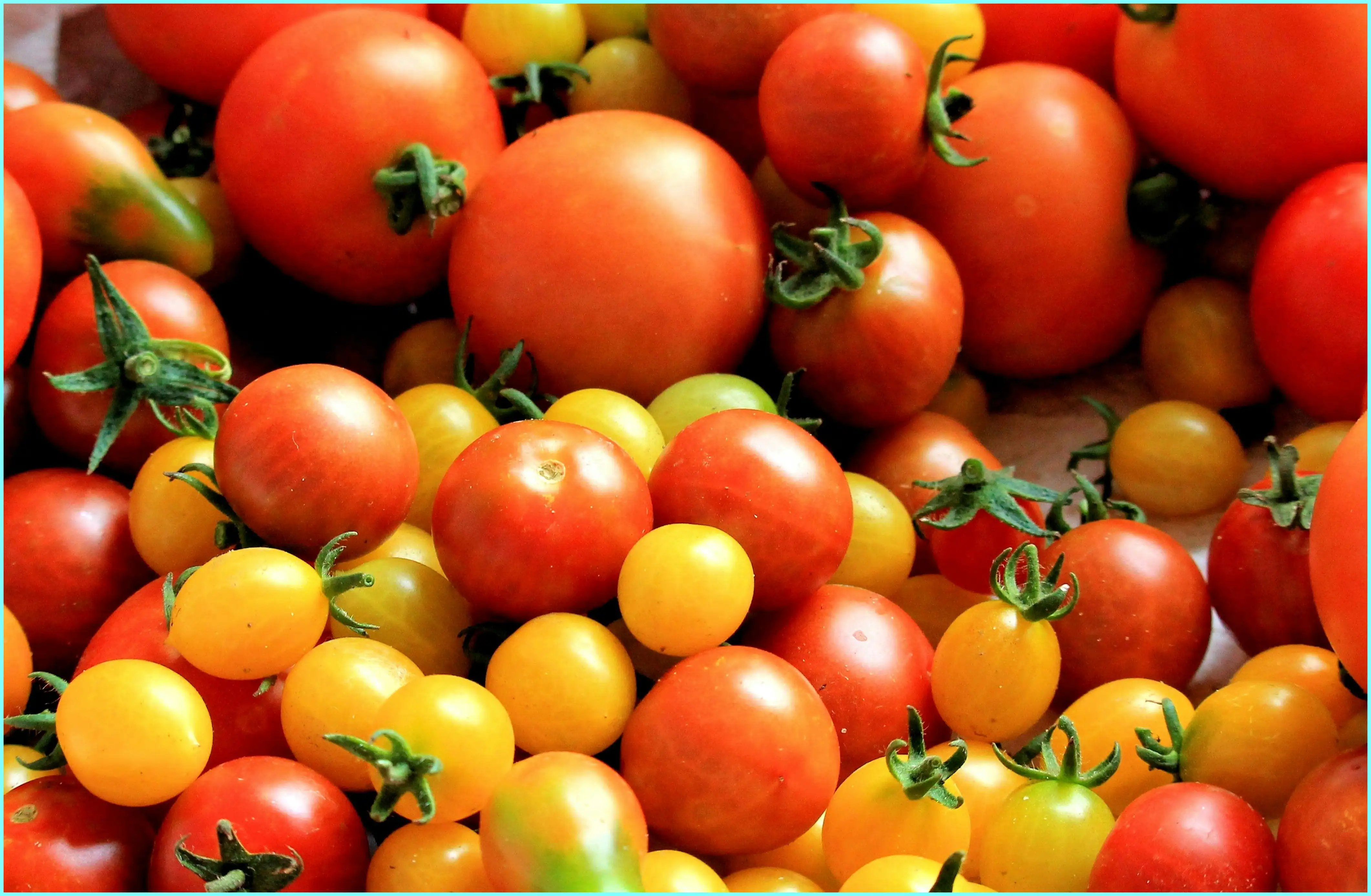 진서연 마녀스프 땅콩버터 독일국수 등 (다이어트 레시피)