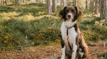 애견동반 가능한 부산 추천 여행코스