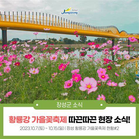 장성 황룡강 가을축제