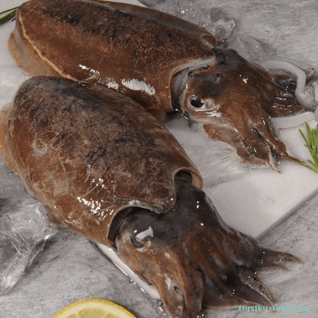 기력 회복에 효과적인 제철 갑오징어