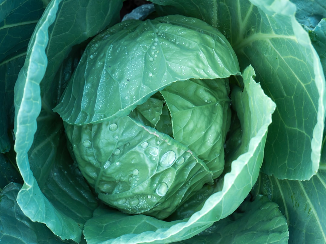 Cabbage