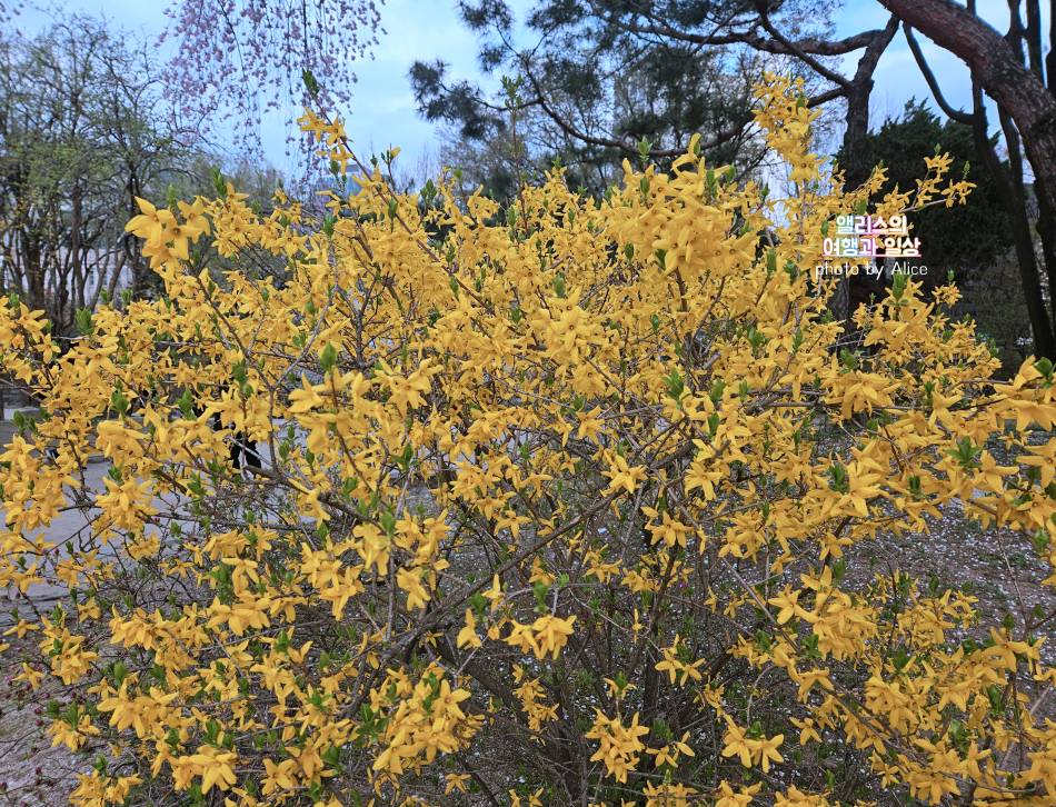 서울 벚꽃 명소 나들이 추천 경복궁, 덕수궁 4월 개화 상황 서울 가볼만한곳